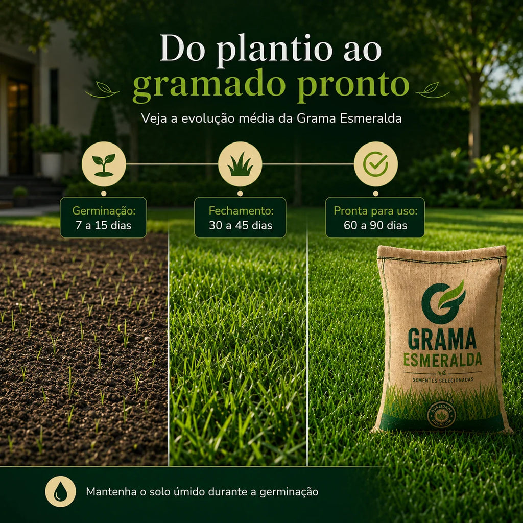 Sementes de Grama Esmeralda Premium – Gramado Denso, Verde e Resistente