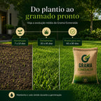 Sementes de Grama Esmeralda Premium – Gramado Denso, Verde e Resistente
