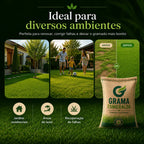 Sementes de Grama Esmeralda Premium – Gramado Denso, Verde e Resistente